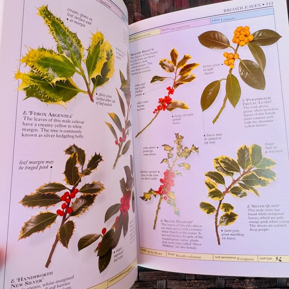 Handbooks of Trees - Picture 2 of 5